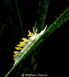 A Nudi climbing an algae by Stefano Sacco 